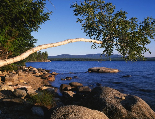 Paper Birch, Lake Mooselookmeguntic, ME (MF).jpg